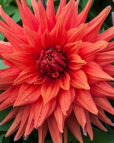 dahlia, dália, georgína, georgíny, dálie, hluza, hluzy, cactus, kaktusovitá, kaktusová, color spectacle